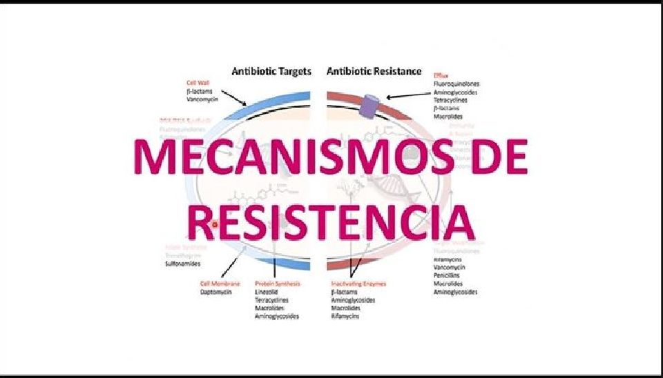 Propagación de superbacterias y microorganismos, un riesgo para la salud pública global, por resistencia a los antibióticos