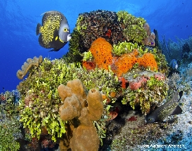 El pulso del arrecife, conferencia en la Unidad Académica Chetumal