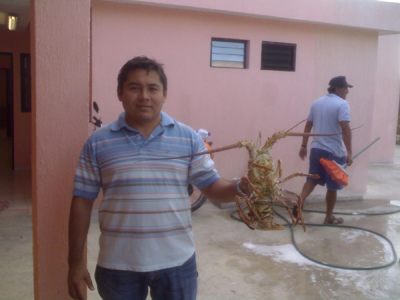 Analizan la sustentabilidad de las  colonias de langosta en Cozumel